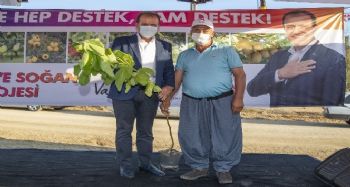 Başkan Seçer, Tarsuslu üreticilere 12 bin 500 incir fidanı dağıttı