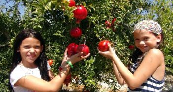 MERSİN’DE İLK NAR HASADI YAPILDI