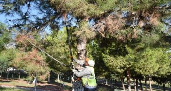 Toroslar'daki parklarda ağaçlar budandı