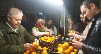 RUS VETERİNER HEKİMLERİNDEN AKDENİZ MEYVE SİNEĞİ İNCELEMESİ