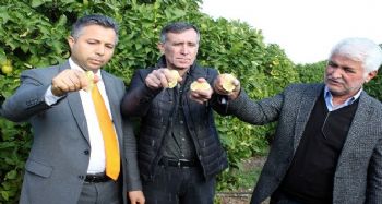 Hasat limon sıkılarak başladı