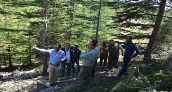 Bölge Müdürü Akduman, Erdemli ağaçlandırma sahalarını inceledi