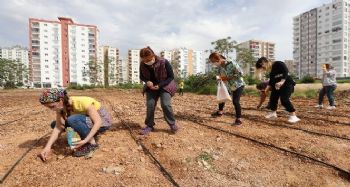 Mezitli'de mısır üretimi başladı