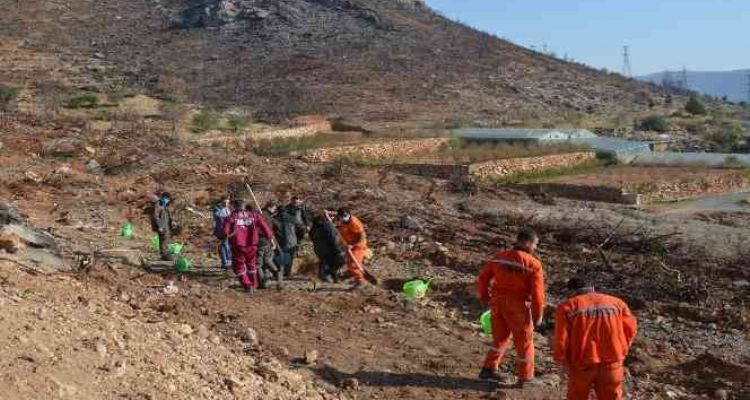Aydıncık'ta yanan alanlara 70 bin keçiboynuzu fidanı dikildi