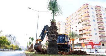 Forum Katlı Kavşağı Projesindeki 113 ağaç sökülerek yeni yerlerine dikiliyor