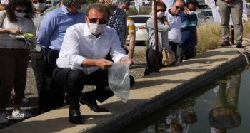 Mersin, sivrisinekleri "lepistes balıklarıyla" yenecek