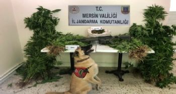 Mersin'de 784 kök kenevir bitkisi ele geçirildi