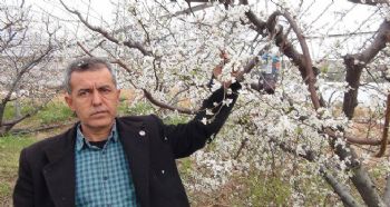 SİLİFKE’DE ÖRTÜ ALTINDAKİ ERİKLER ÇİÇEK AÇTI