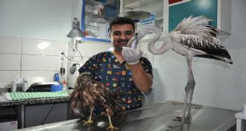 Mersin'de kuşlara yardım seferberliği