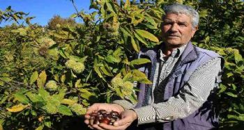 Mersin'de örnek kestane bahçesi