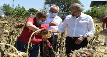 Tarsus'ta yerli ve milli ayçiçeği hasat edildi