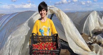 Mersin'de çilek hasadı buruk başladı