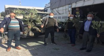 Silifke'de çiftçilere 25 bin zeytin fidanı dağıtıldı