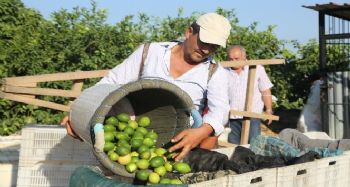 Sezonun ilk limonu dalında 3 lira