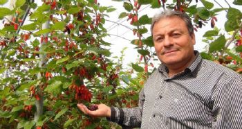 SİLİFKE’DE YILIN İLK KARADUT HASADI BAŞLADI