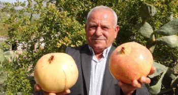 TESCİLLİ NAR HASADI BAŞLADI