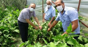 Okul bahçesine öğrenciler ekti, öğretmenler hasat etti