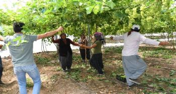 Erken üzüm hasadına göbekli kutlama
