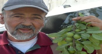 Erik fiyatı yarı yarıya düştü, üretici hasadı durdurdu