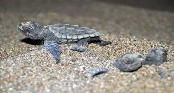 Bozyazı'da caretta carettalar için sahilde ışıklar kapatıldı