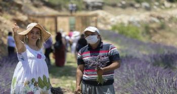 Mersin'de boş arazilere dikilen lavantalar görsel bir şölen sunuyor