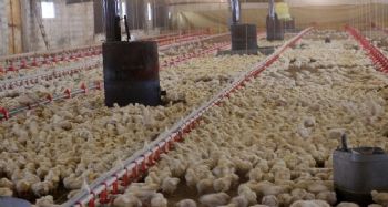 Konkordato ilan eden tavukçuluk firmasına yem desteği