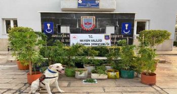 Mersin'de uyuşturucu operasyonu