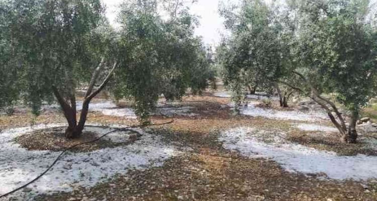 Tarsus'ta dolu ve fırtına etkili oldu
