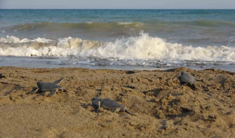 Yavru caretta carettların çıkışları tamamlandı: 210 bin yavru denizle buluştu