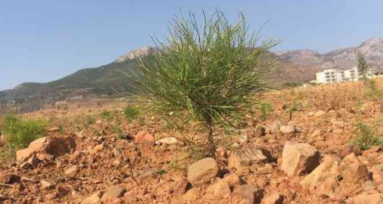 Milyonlarca tohum toprakla buluşmaya başladı, yanan ormanlar tekrar yeşerecek