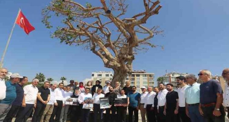 Mersin'de yarım asırlık ağacın kurutulmasına tepkiler sürüyor