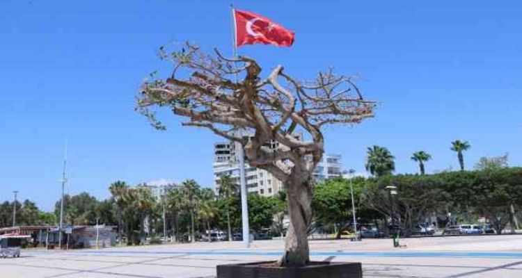Mersin Büyükşehir Belediyesi'nden 'ağaç' açıklaması