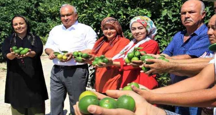 Limonun başkentinde hasat zamanı