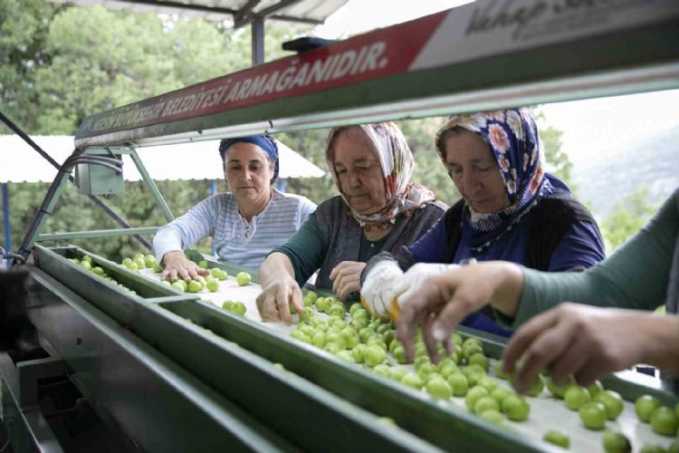 Mersin’de erik üreticilerine ikinci boylama makinesi desteği