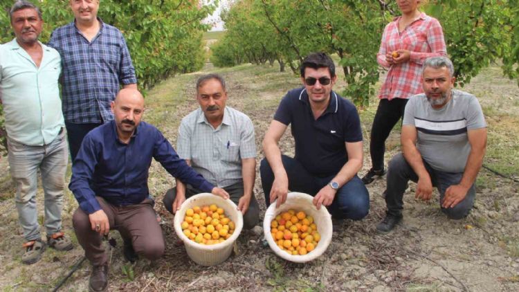 Mersin’de açık alanda kayısı hasadı başladı