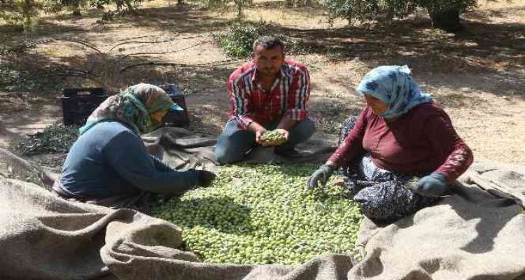 Mersin'de zeytin üreticileri hasat için işçi bulamıyor