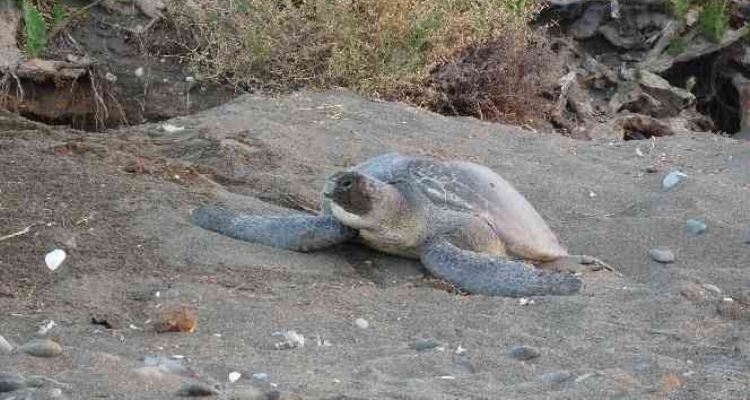 Mersin'de 4 bine yakın caretta caretta yuvası tespit edildi