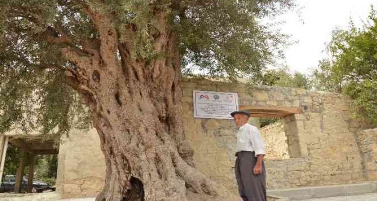 Mersin'de 820 yıllık anıt ağaç koruma altına alındı
