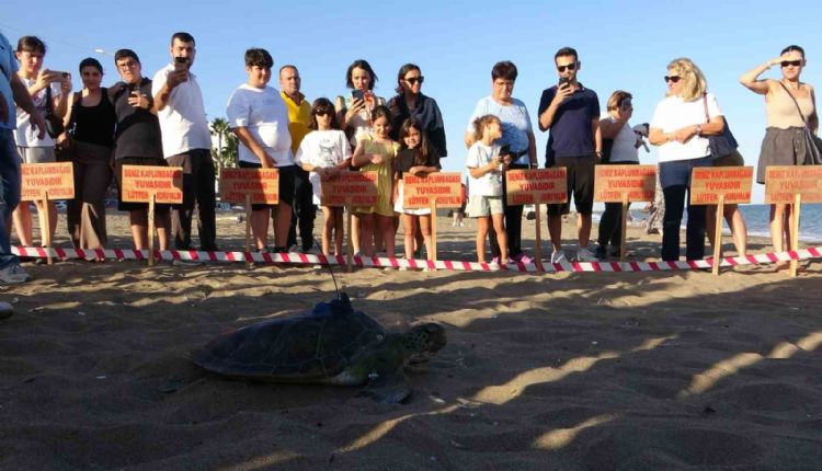 Uydu cihazı takılan kaplumbağa ‘Soli’ denize bırakıldı