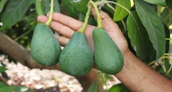 Avokado toplandığı gün ihracat yolculuğuna çıkıyor