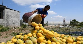 Çukurova'nın ilk kavun hasadı Mersin'de yapıldı