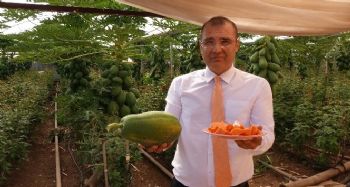 TAVSİYE ÜZERİNE EKTİ, NORMALDEN DAHA FAZLA VERİM ALDI
