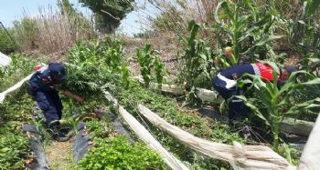 Mersin'de 11 bin 115 kök kenevir bitkisi ele geçirildi
