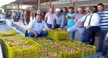 Kayısı üreticisi sezonu mutlu bitirdi