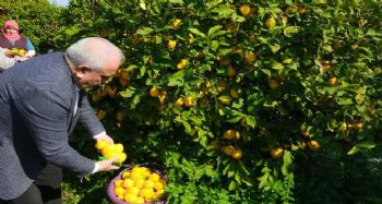 Erdemli Belediyesi, limonata fabrikası kurmak için çalışma yapacak