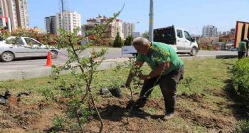 Toroslar Belediyesi, ilçenin çiçek ve bitkilerini kendi serasında yetiştiriyor