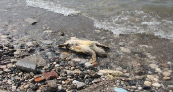 Mersin'de dev kaplumbağa ölü olarak sahile vurdu