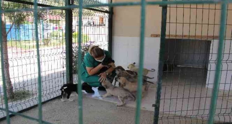 Kaşlı Geçici Hayvan Bakımevi perşembe günleri geçici süreyle ziyarete kapatıldı
