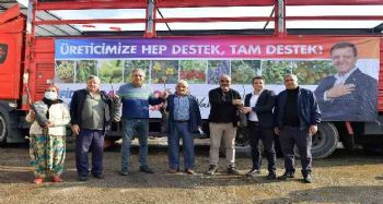Büyükşehir Belediyesinin ceviz fidanı dağıtımı sürüyor