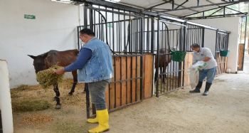 Mersin'de dere kenarında ölüme terk edilen atlar hayata tutundu